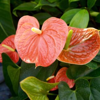 Große Flamingoblume, orange*
