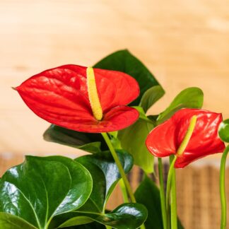 Große Flamingoblume, rot*