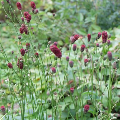 Großer Wiesenknopf Lieferform: Im 9 cm Topf*