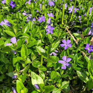 Großes Immergrün, 12 Pflanzen, 12 Pflanzen, violett*