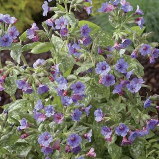 Großgeflecktes Lungenkraut 'Mrs. Moon' Lieferform: Im 9 cm Topf*