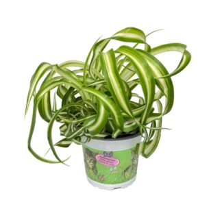 Grünlilie 'Variegatum', Tierfutter*