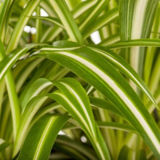 Grünlilie 'Variegatum', weiß*