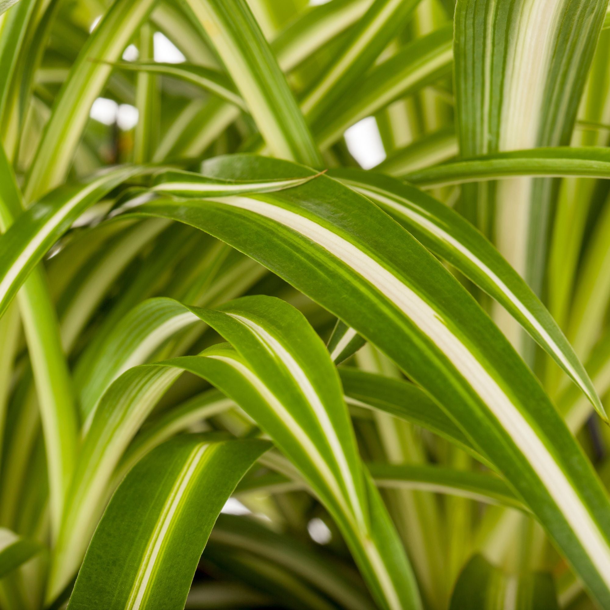 Grünlilie 'Variegatum', weiß*