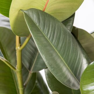 Gummibaum 'Robusta'*