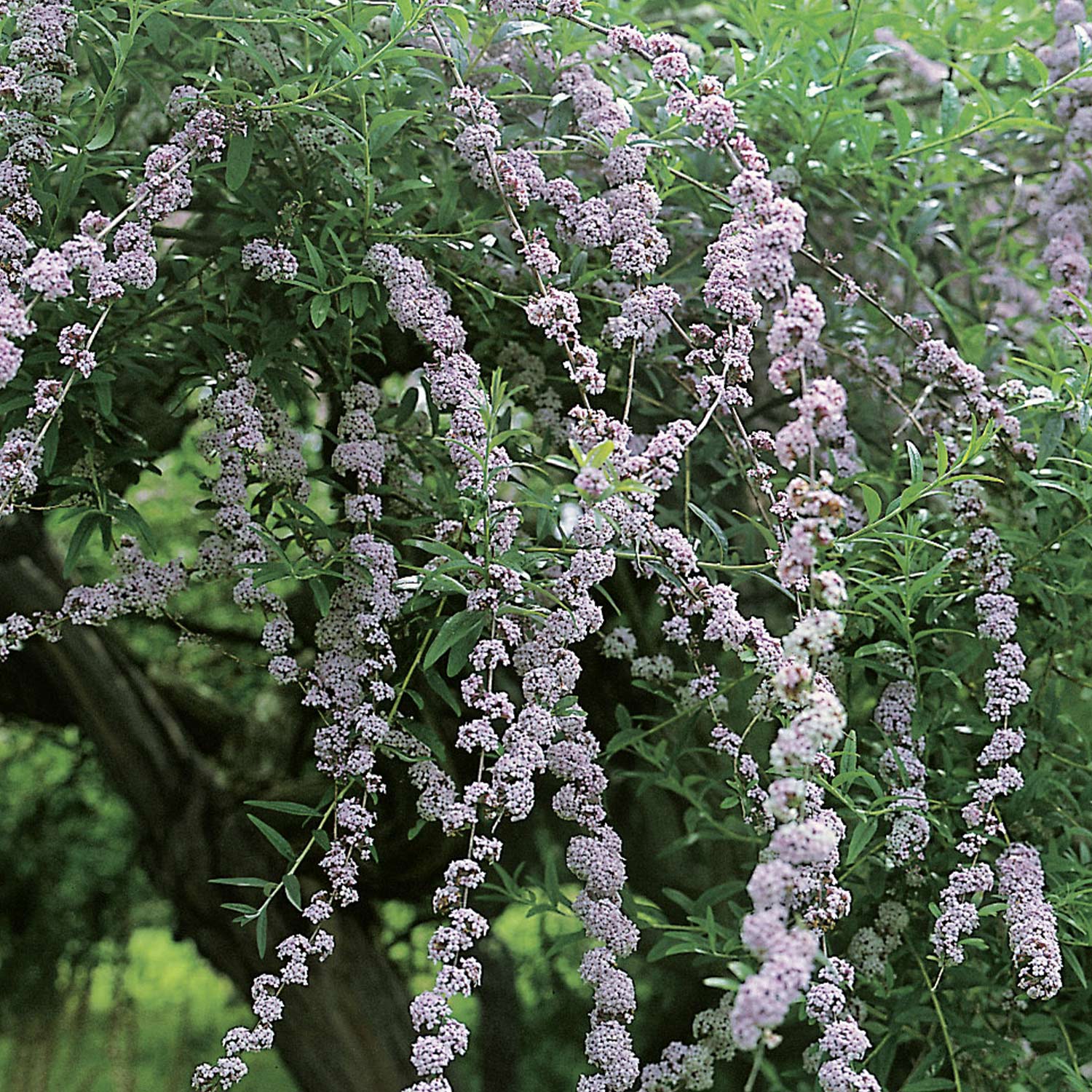 Hänge-Schmetterlingsflieder C3 40 - 60 cm Liefergröße: 40 - 60 cm*