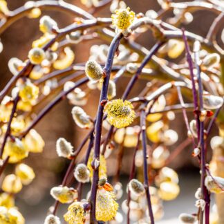 Hängekätzchenweide 'Pendula', gelb*