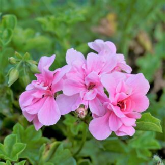 Hängende Geranie, rosa*