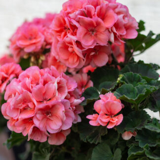 Hängende Geranien, gefüllt blühend, rosa*