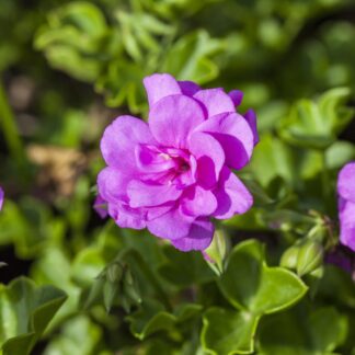 Hängende Geranien, gefüllt blühend, violett*