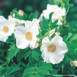 Hagebutte 'Alba' - Syltrose weiß, 3 Liter, 40 - 60 cm Liefergröße: 40 - 60 cm*