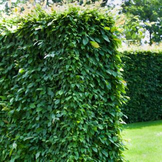 Hainbuche-Hecke*