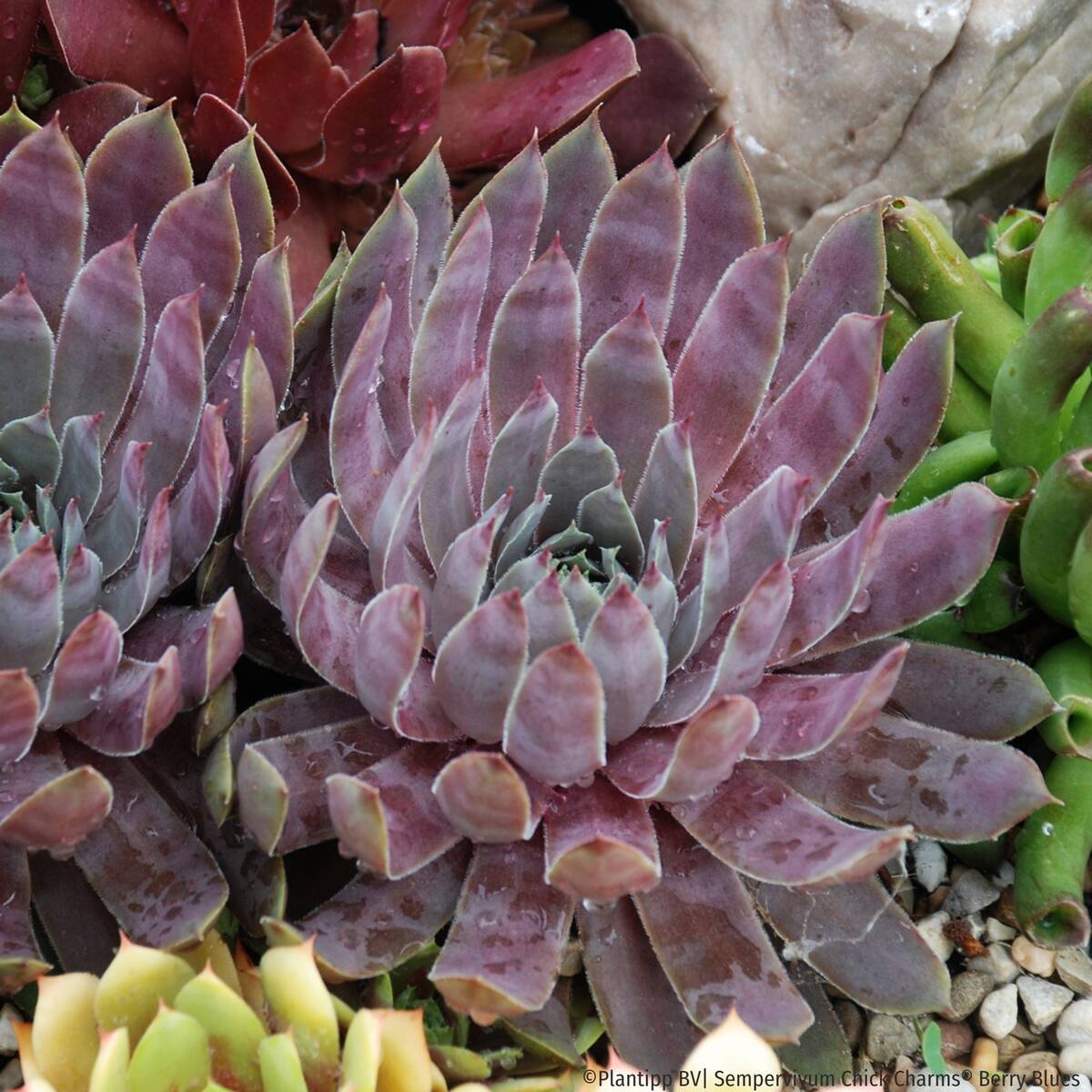 Hauswurz Chick Charms® 'Berry Blues', pink*