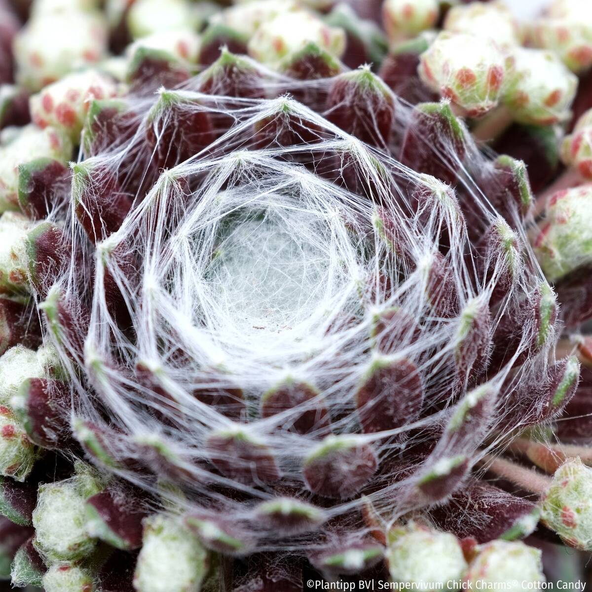 Hauswurz Chick Charms® 'Cotton Candy'*