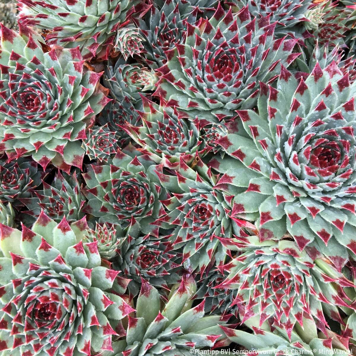 Hauswurz Chick Charms® 'Mint Marvel', rosa*