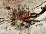 Hauswurz 'Gay Kester', Sempervivum x cultorum 'Gay Kester', Topfware*