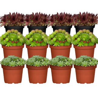 Hauswurz-Set, 12 Pflanzen, bunt*