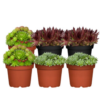 Hauswurz-Set, 6 Pflanzen, bunt*