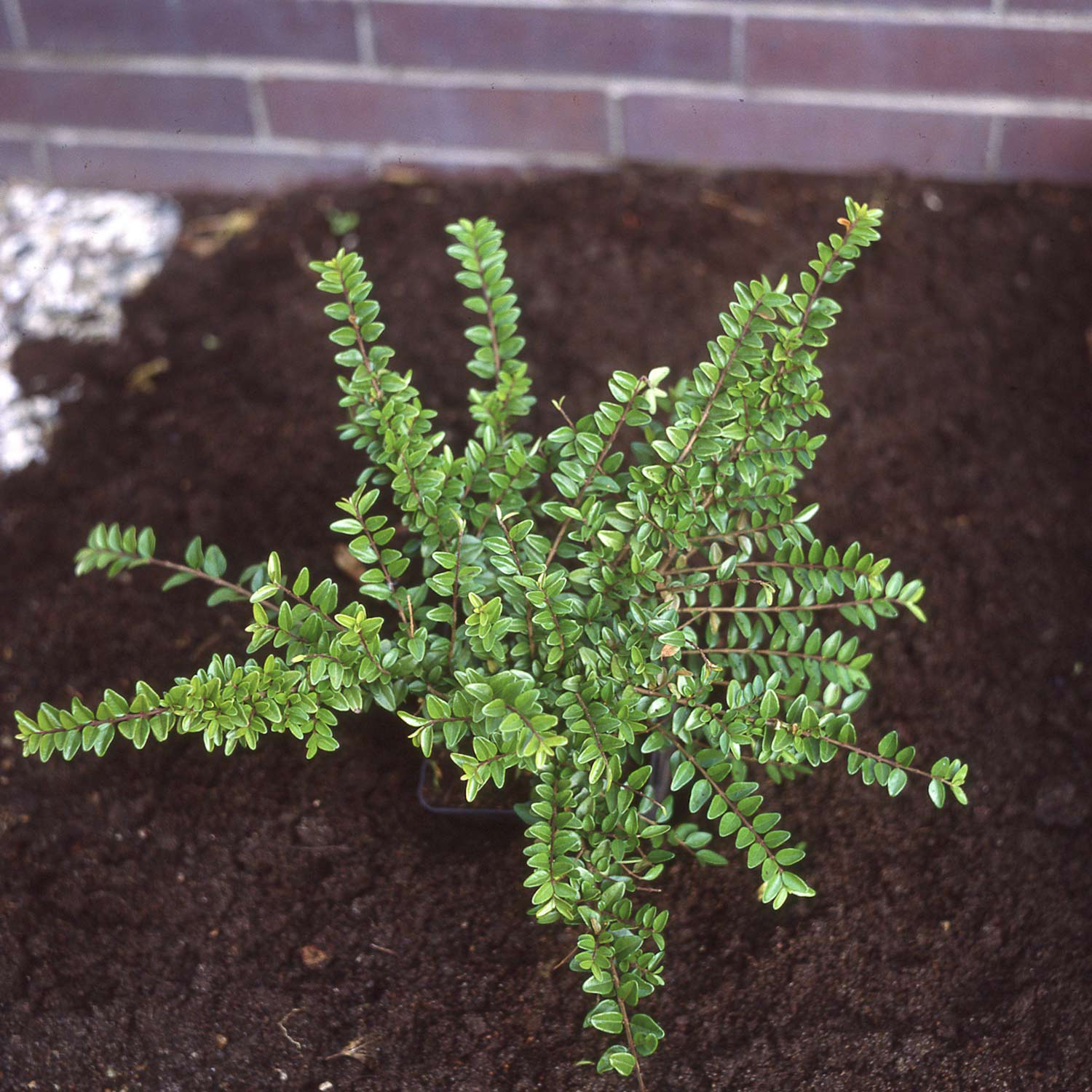 Heckenmyrte 'Maigrün' P1 20/30 Liefergröße: 20-30 cm*