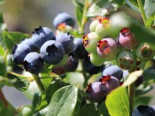 Heidelbeere 'Blueray', 15-30 cm, Vaccinium corymbosum 'Blueray', Containerware*