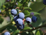 Heidelbeere 'Earlyblue ® Frühreifend', 15-30 cm, Vaccinium corymbosum 'Earlyblue ® Frühreifend', Containerware*