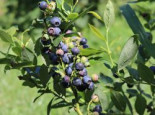 Heidelbeere 'Northland', 15-30 cm, Vaccinium corymbosum 'Northland', Containerware*