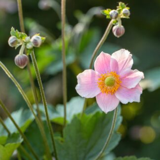 Herbst-Anemone, rosa*