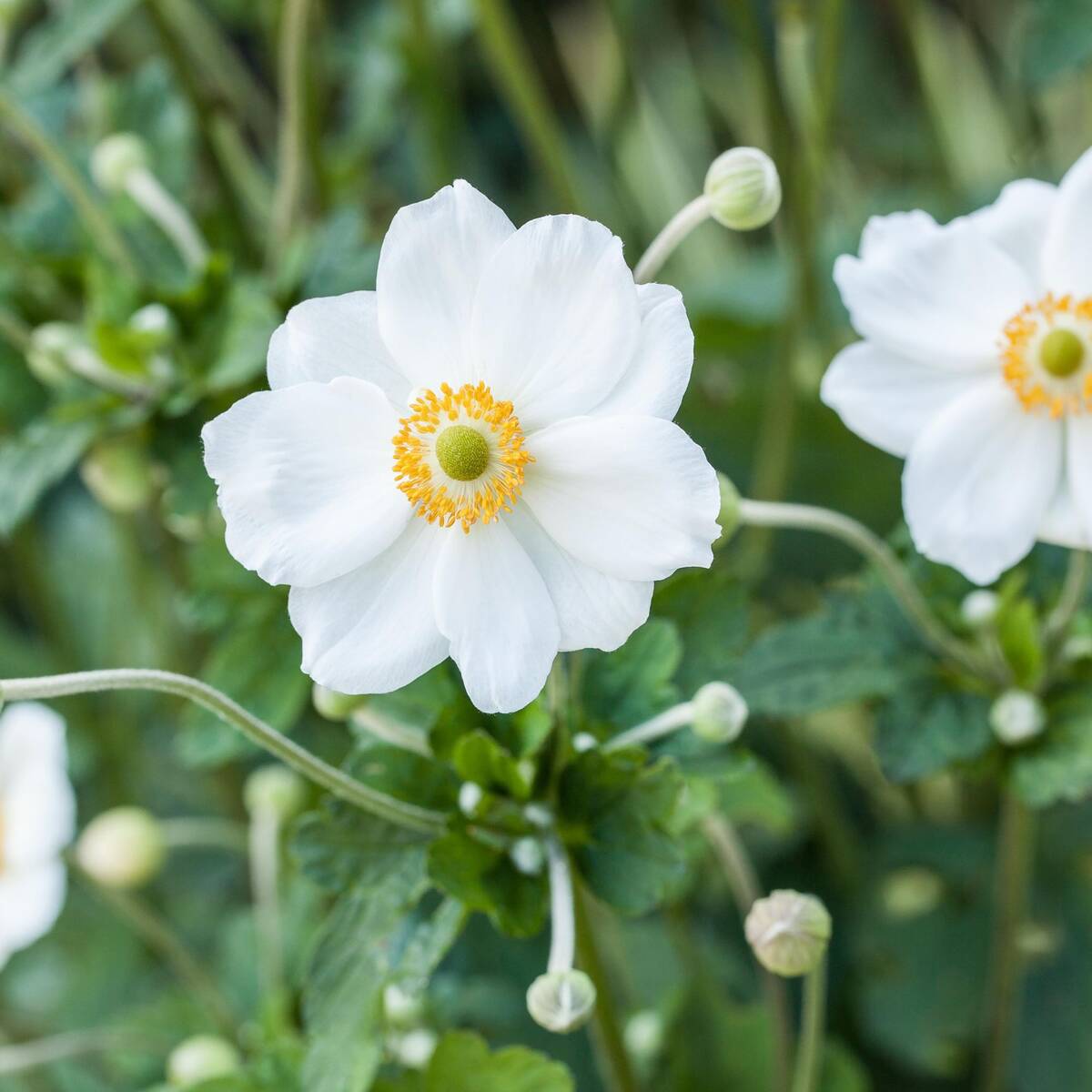 Herbst-Anemone, weiß*