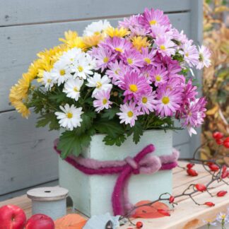 Herbst-Chrysantheme 'Gigi Trio', bunt*