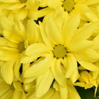 Herbst-Chrysantheme, gelb*