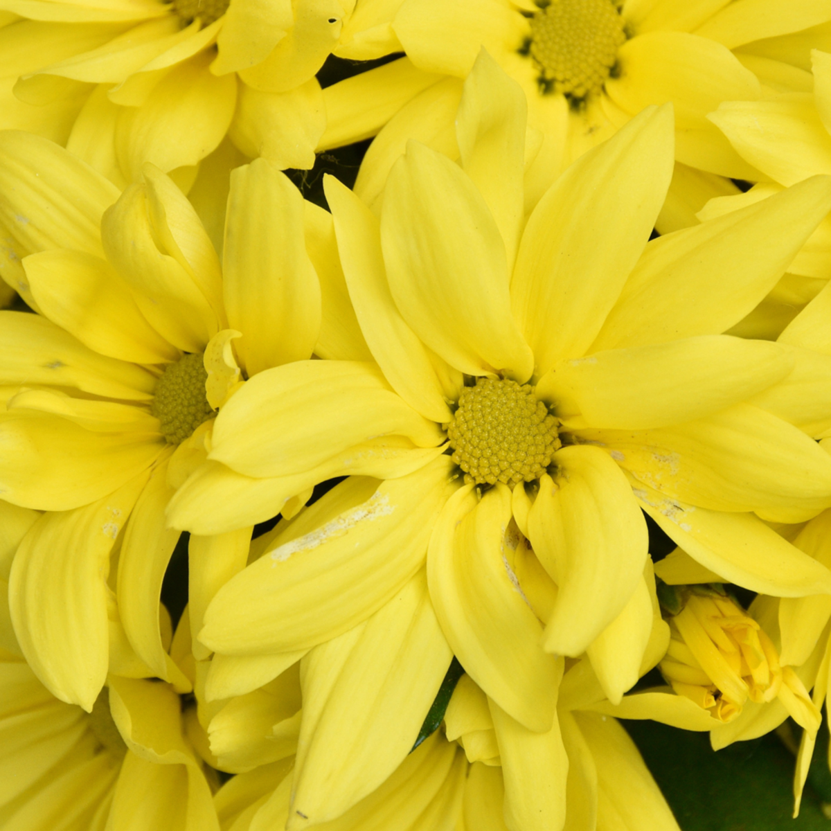 Herbst-Chrysantheme, gelb*