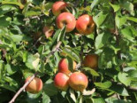 Herbstapfel 'Merkur' ®, Stamm 40-60 cm, 100-160 cm, Malus 'Merkur' ®, Containerware*