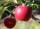 Herbstapfel 'Rote Wolke', Stamm 40-60 cm, 120-160 cm, Malus 'Rote Wolke', Containerware*