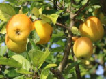 Herbstapfel 'Sirius', Stamm 40-60 cm, 120-160 cm, Malus 'Sirius', Containerware*