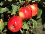 Herbstapfel 'Teser', Stamm 40-60 cm, 120-160 cm, Malus 'Teser', Containerware*