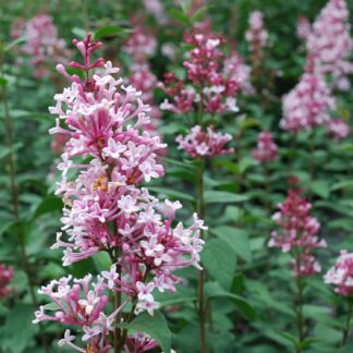 Herbstflieder 'Superba' C10 100 - 125 Liefergröße: 100 - 125 cm*