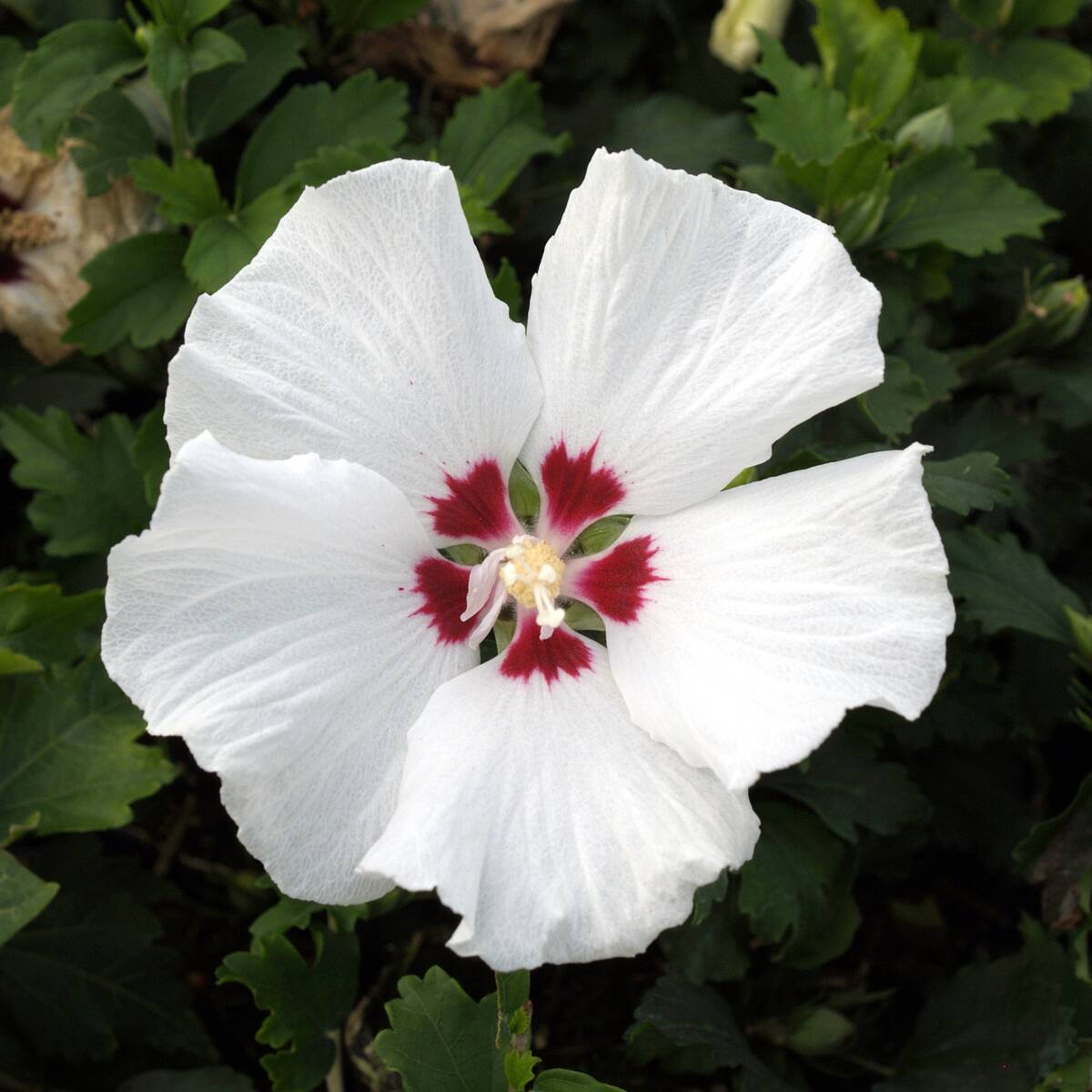 Hibiskus 'Hamabo'*