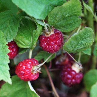 Himbeere 'Lucky Berry®'*