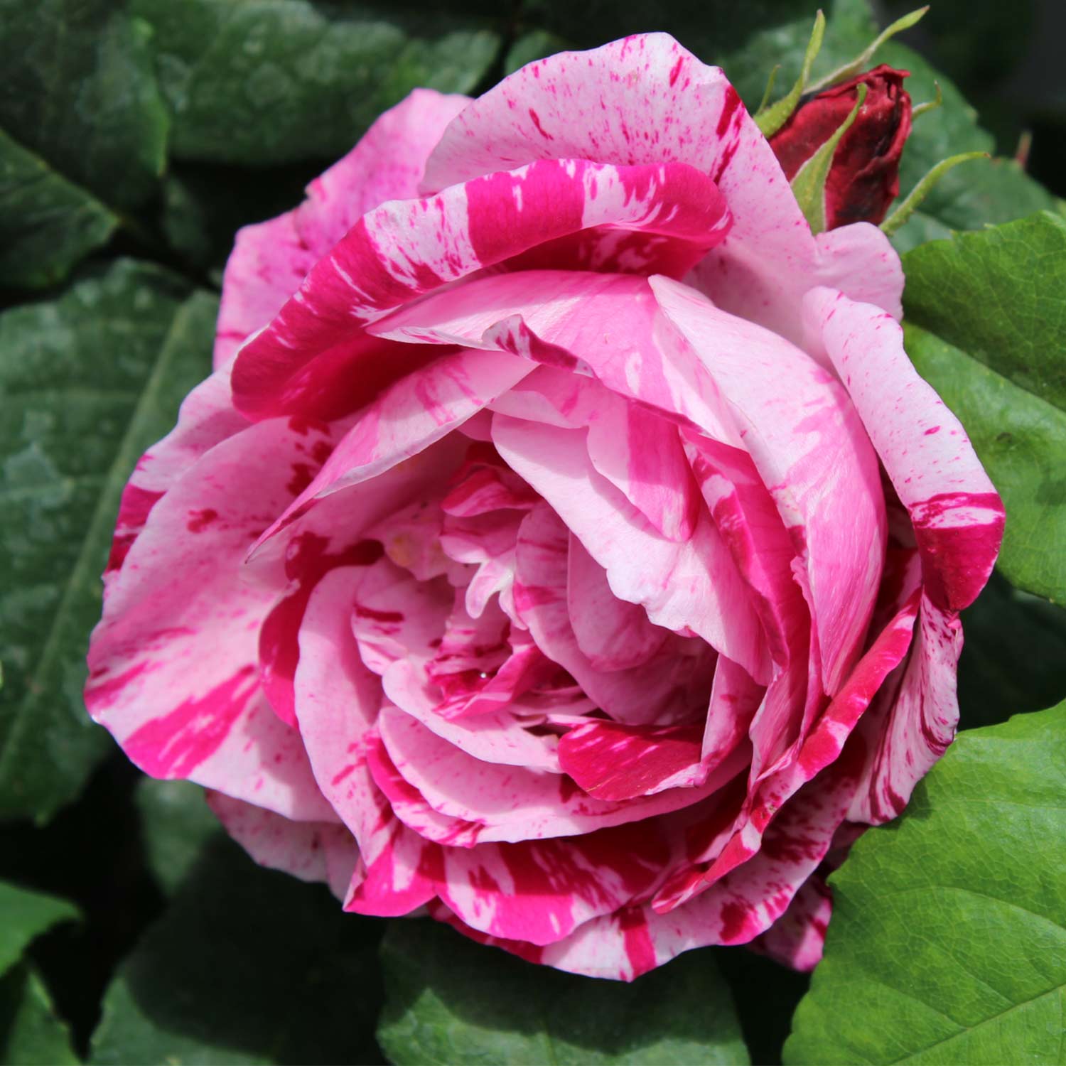Historische Rose 'Ferdinand Pichard' 6 Liter Container Lieferform: Im 6 Liter Topf*