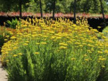 Hohe Gold-Garbe 'Cloth of Gold', Achillea filipendulina 'Cloth of Gold', Containerware*