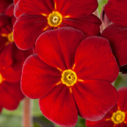 Hohe Schlüsselblume, rot*