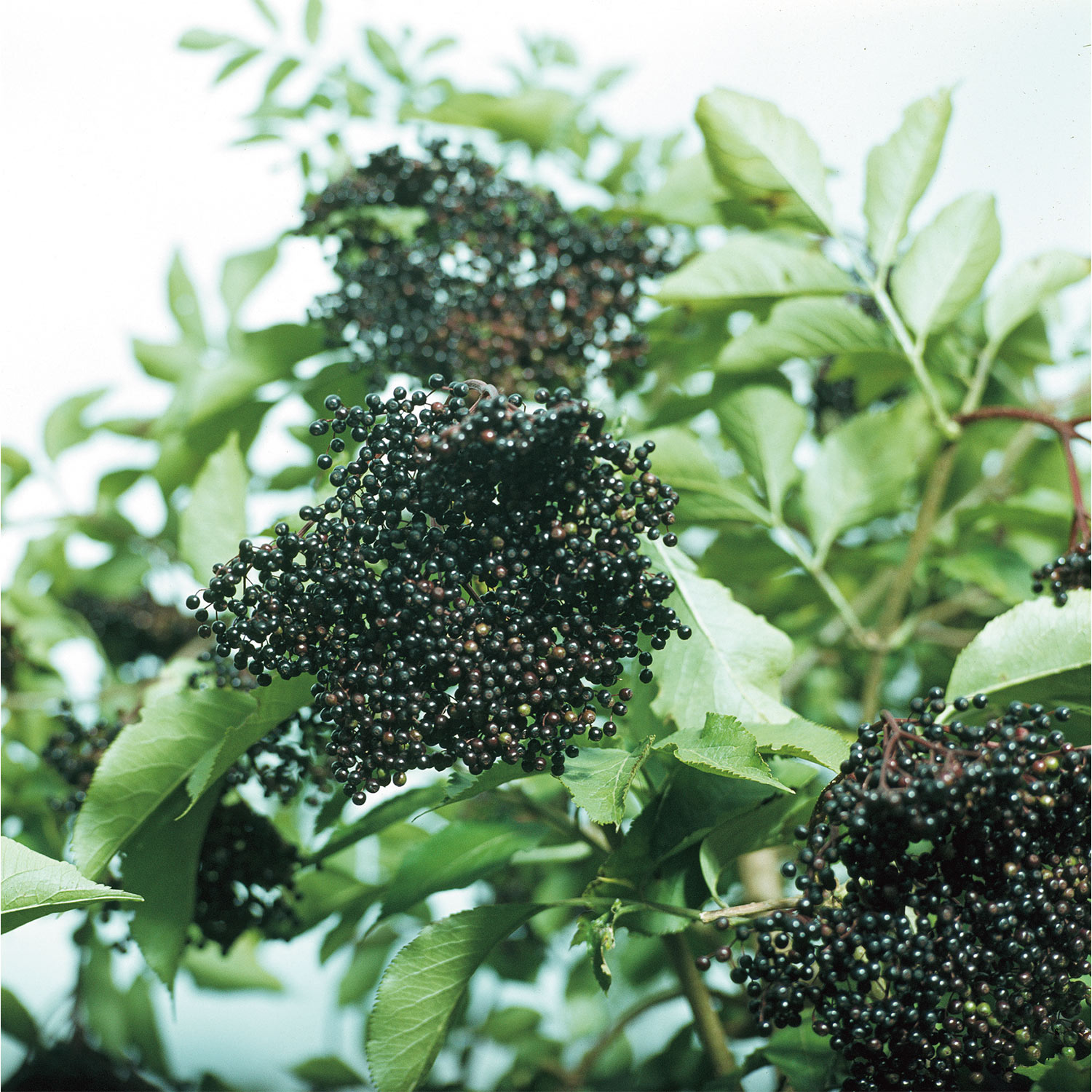 Holunder 'Haidegg 17' 0,5 Liter, 10 - 30 cm Liefergröße: 10 - 30 cm*