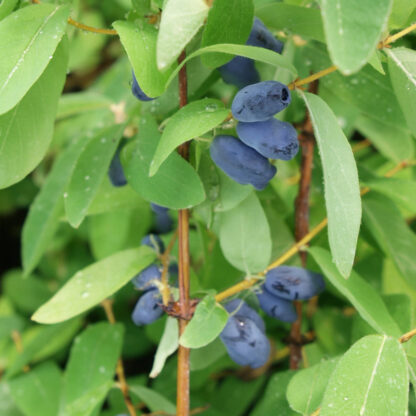 Honigbeere 'Myberry Sweet', weiß*