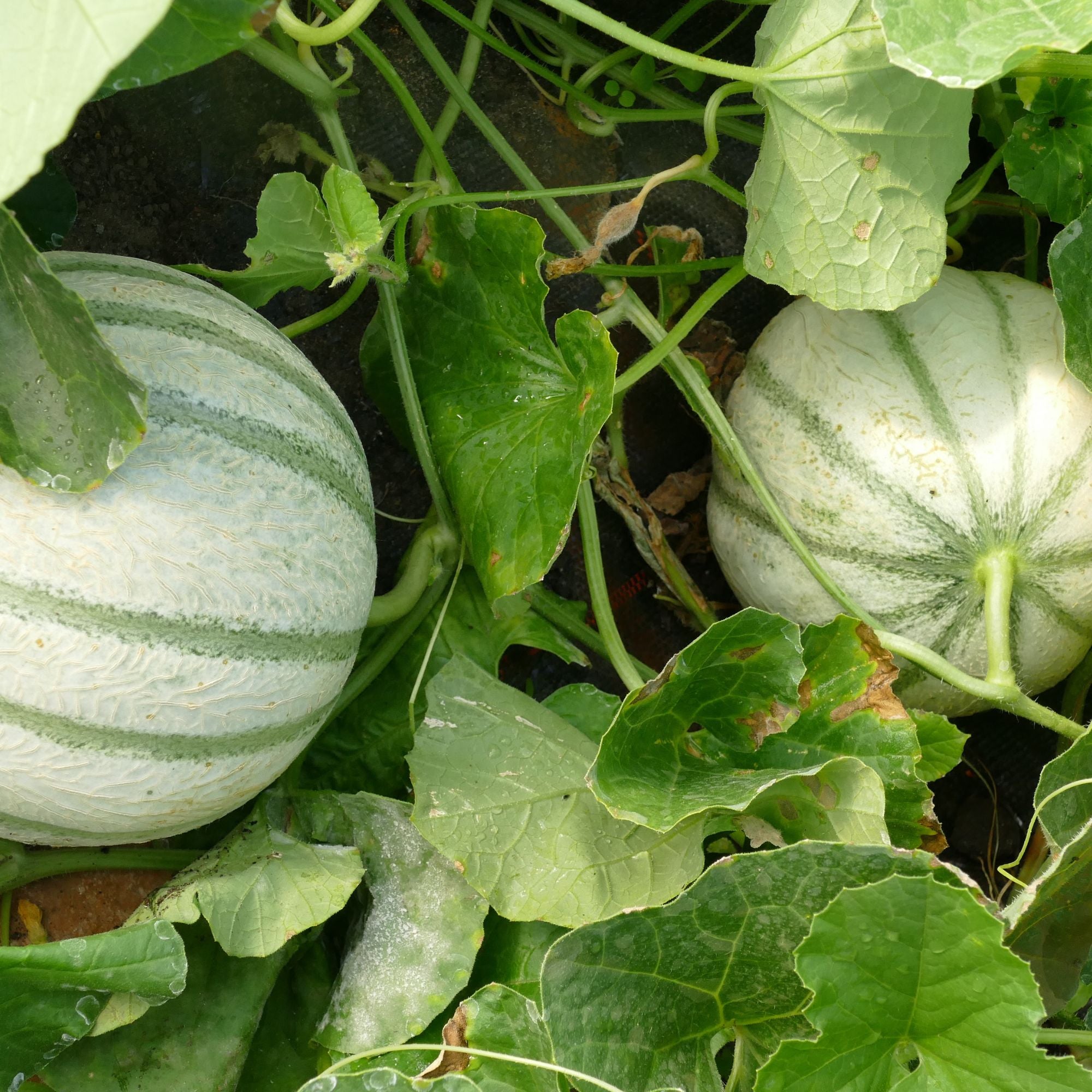 Honigmelone 'Sivan'*