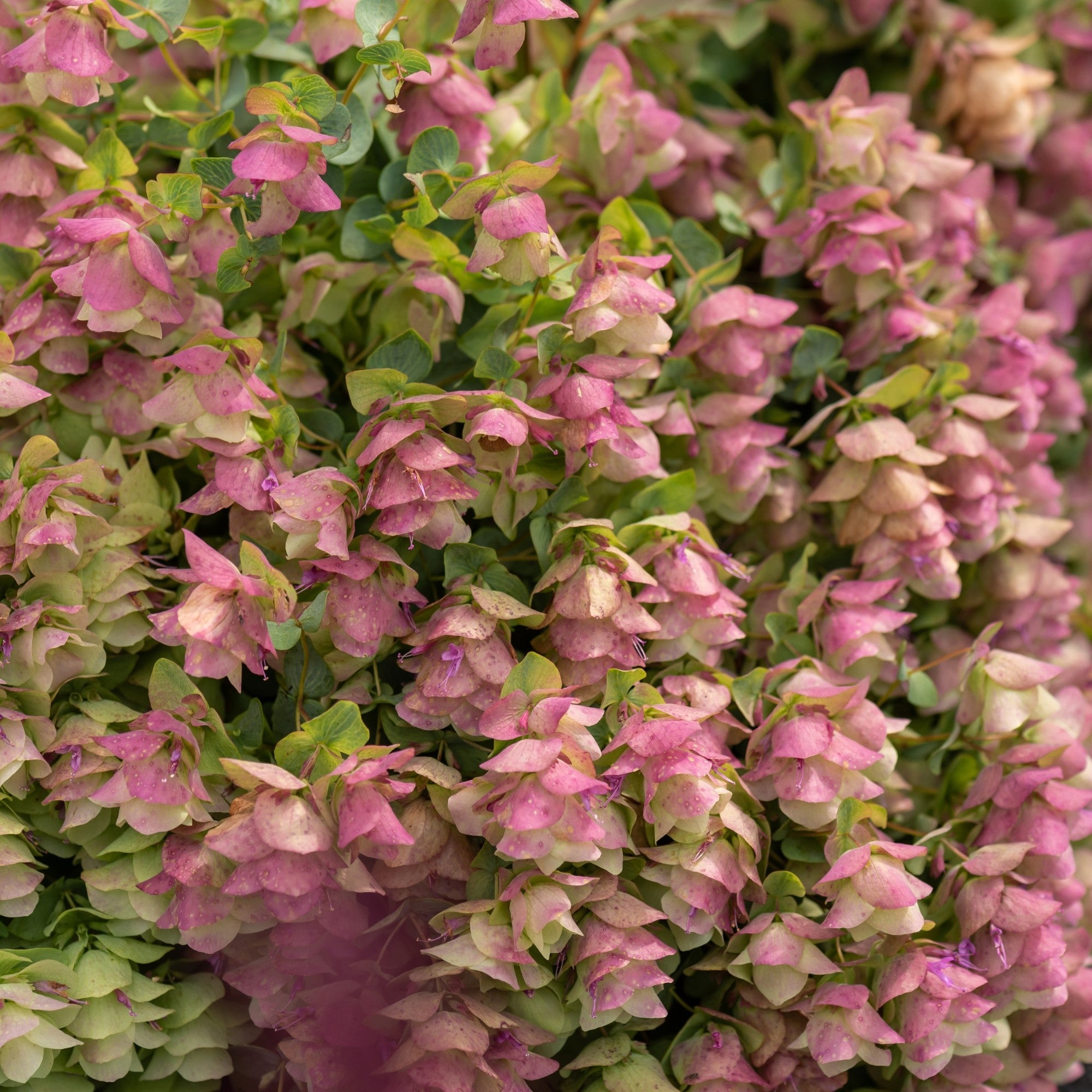 Hopfen-Dost 'Kent Beauty', rosa*