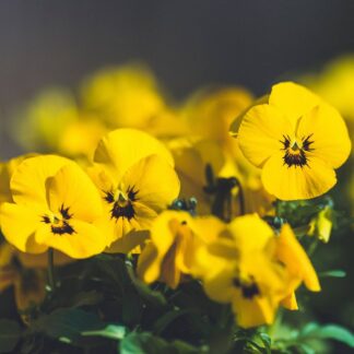 Hornveilchen, gelb-schwarz*