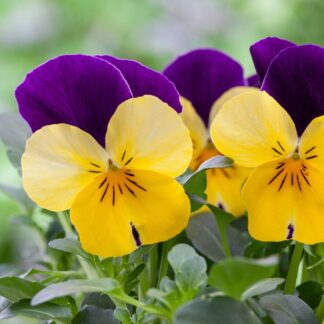 Hornveilchen, gelb-violett*