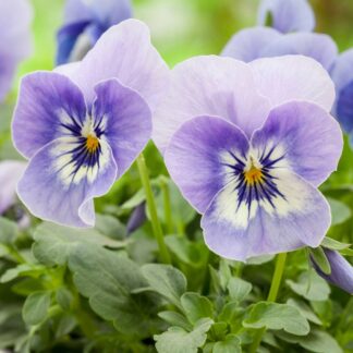 Hornveilchen, hellblau*