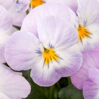 Hornveilchen, hellviolett*