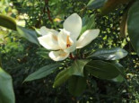 Immergrüne Magnolie, 100-125 cm, Magnolia grandiflora, Containerware*